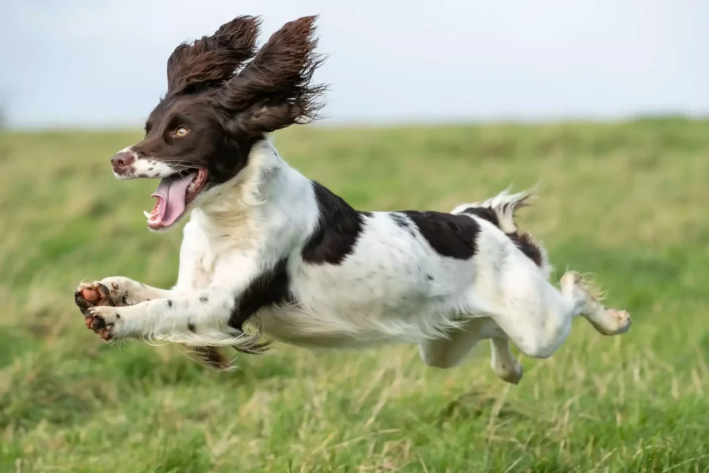 Omega-6-Omega-3-Gleichgewicht für die Gesundheit von Hunden