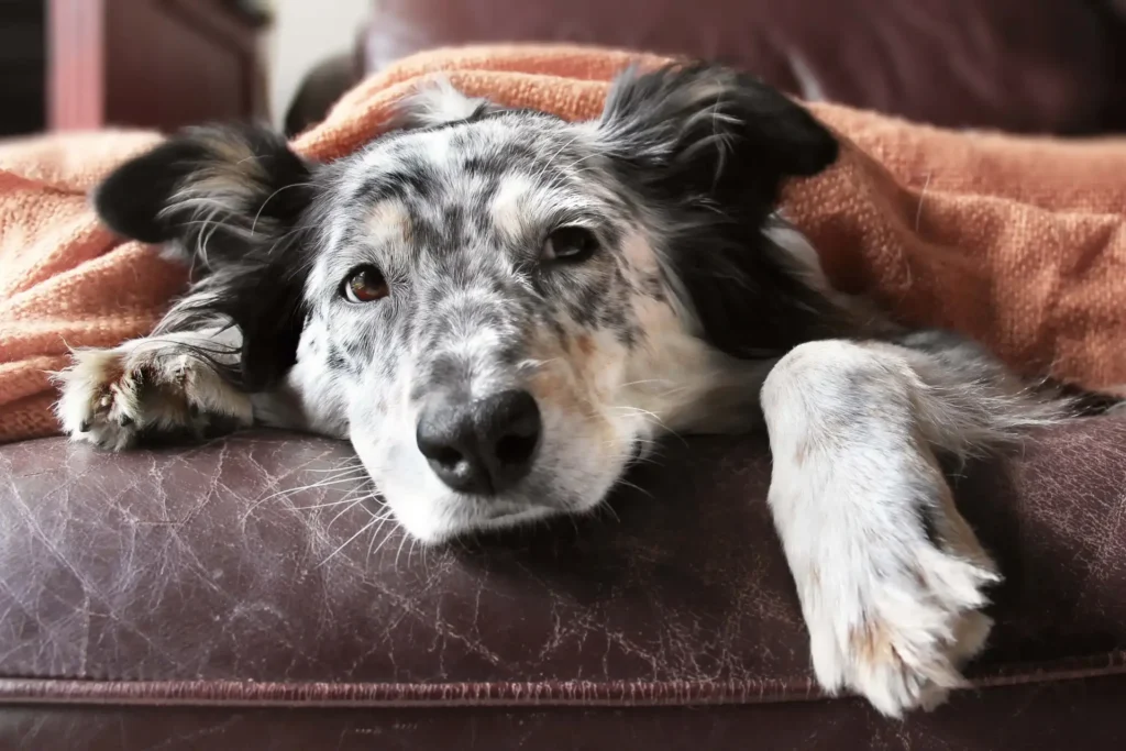 Bestes Hundefutter für Hunde mit Autoimmunkrankheit Pflanzenbasierte Ernährung