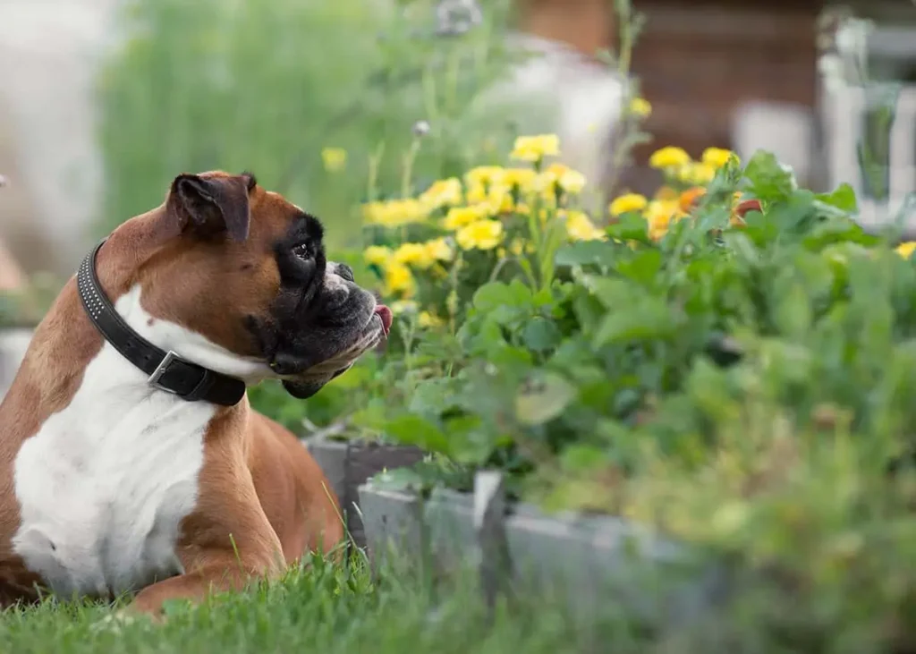 Beste Kräuter für Durchfall bei Hunden