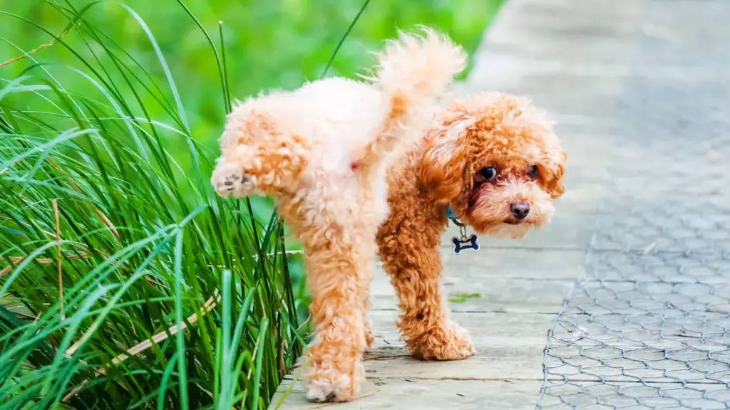 Bestes veganes Hundefutter für Harnwegsinfektionen UTI's