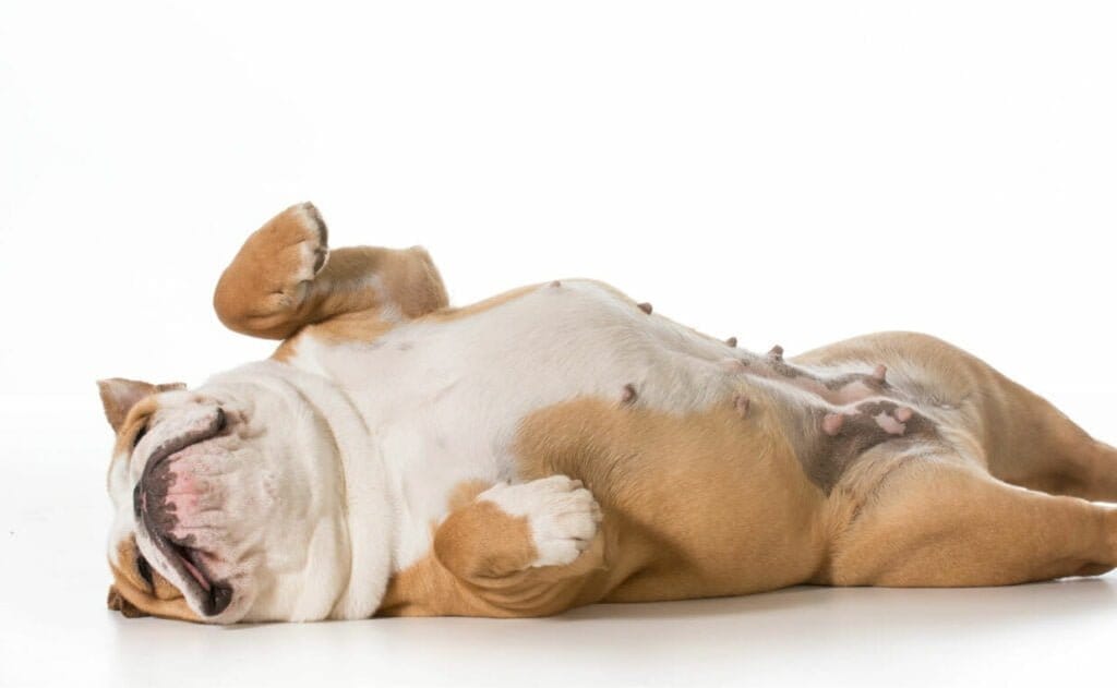 Beste vegane Probiotika für das Darmmikrobiom von Hunden Verdauungs- und Immunsystem