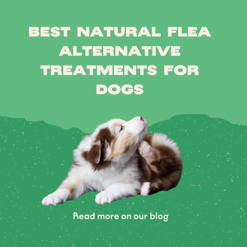 Beste natuurlijke vlooienbehandelingsalternatieven voor honden
