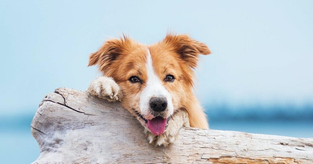Beste vegane Präbiotika für eine natürliche Hundegesundheit