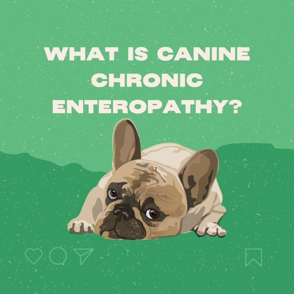 Enteropatía crónica canina_ Diagnóstico, tratamientos y resultados