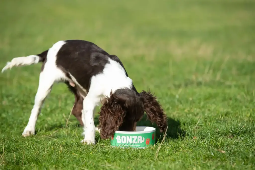 Hundefutter Essentielle Nährstoffe für die beste Gesundheit des Hundes