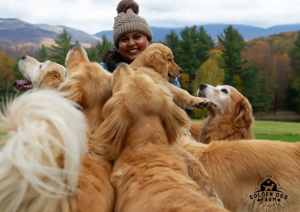 Glückliche, loyale und gesellige Golden Retriever auf dem Lande