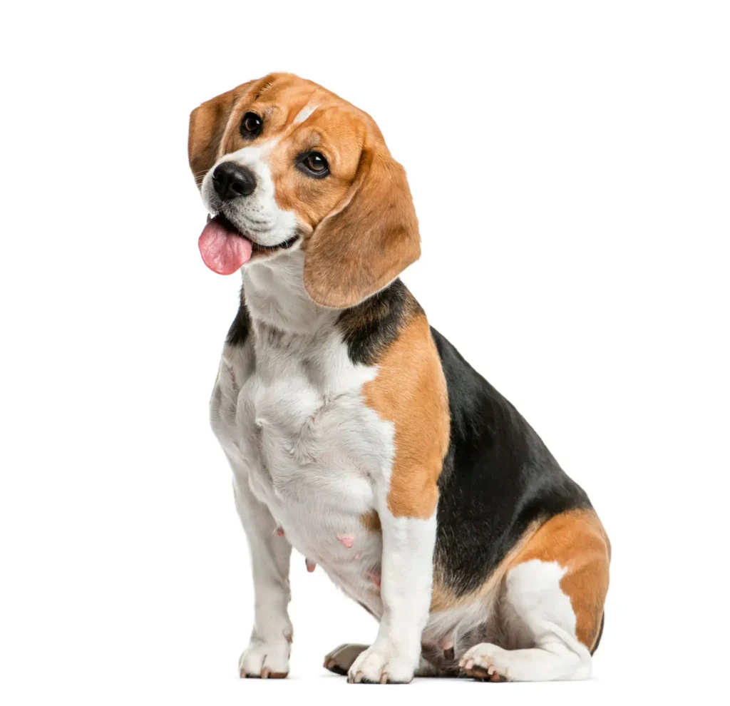 Nukleotide für Hunde fördern die Gesundheit von Hunden