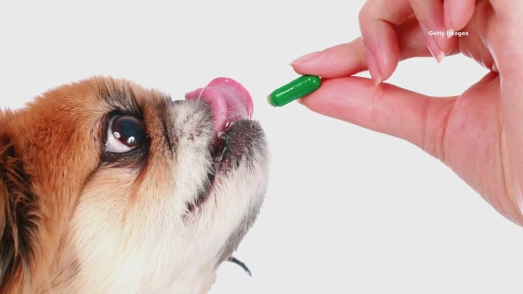 Nutraceuticals voor honden veganistische nutraceutische ingrediënten hondenvoer