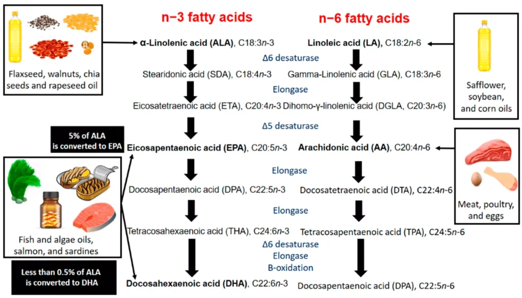 Acide docosapentaénoïque oméga-3 DPA acide gras essentiel important pour la santé des chiens