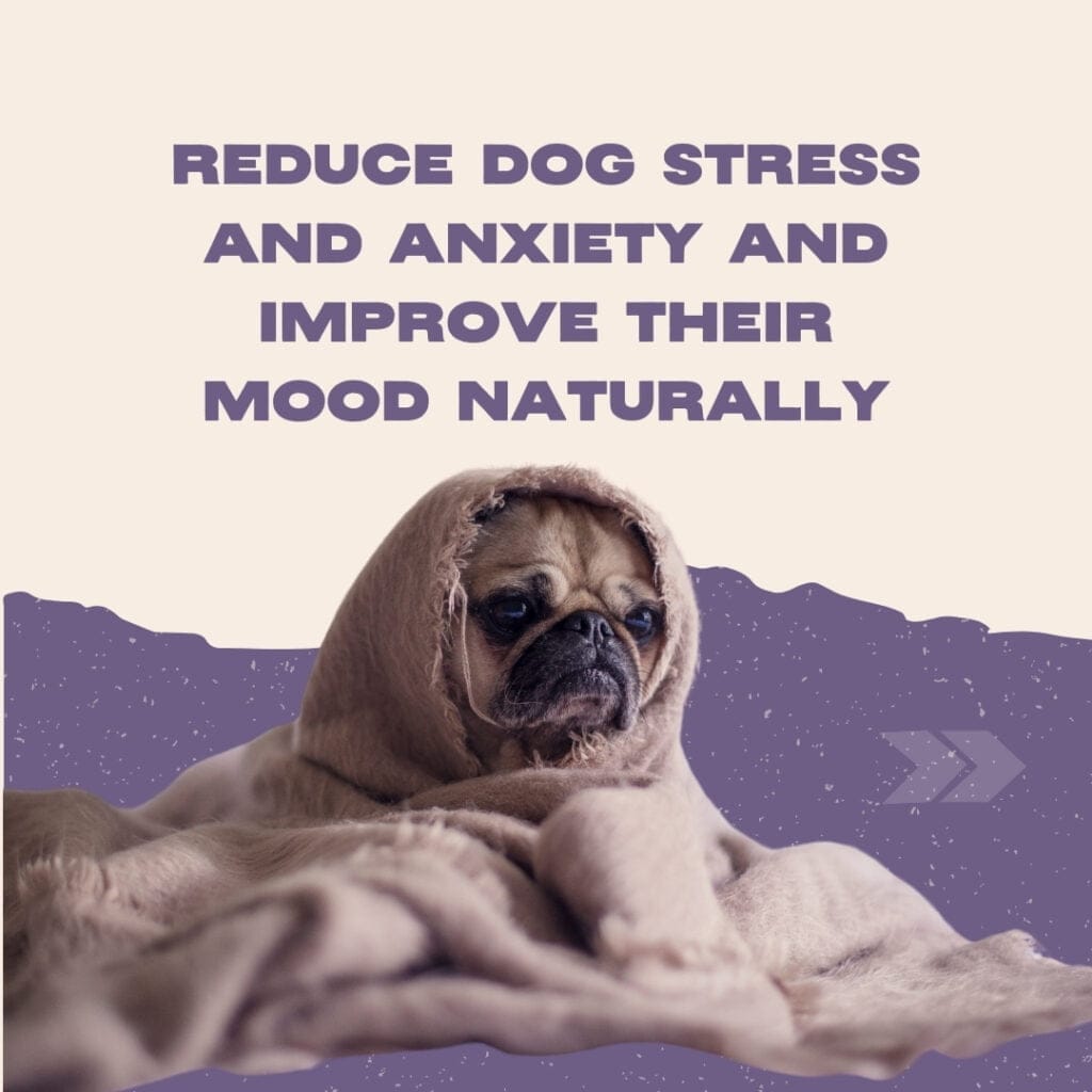 Réduire le stress et l'anxiété des chiens et améliorer leur humeur naturellement - Treat The Gut