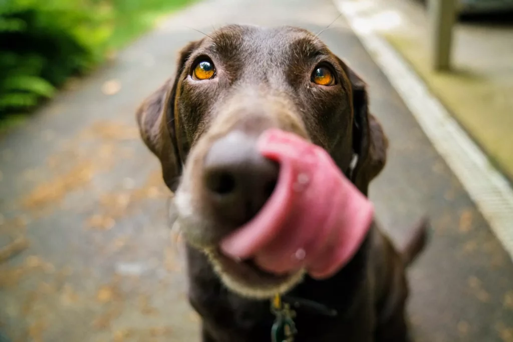 Roterende voeding voor honden De voordelen voor gezondheid, milieu en dierenwelzijn van het toevoegen van plantaardig voedsel aan hun maaltijden