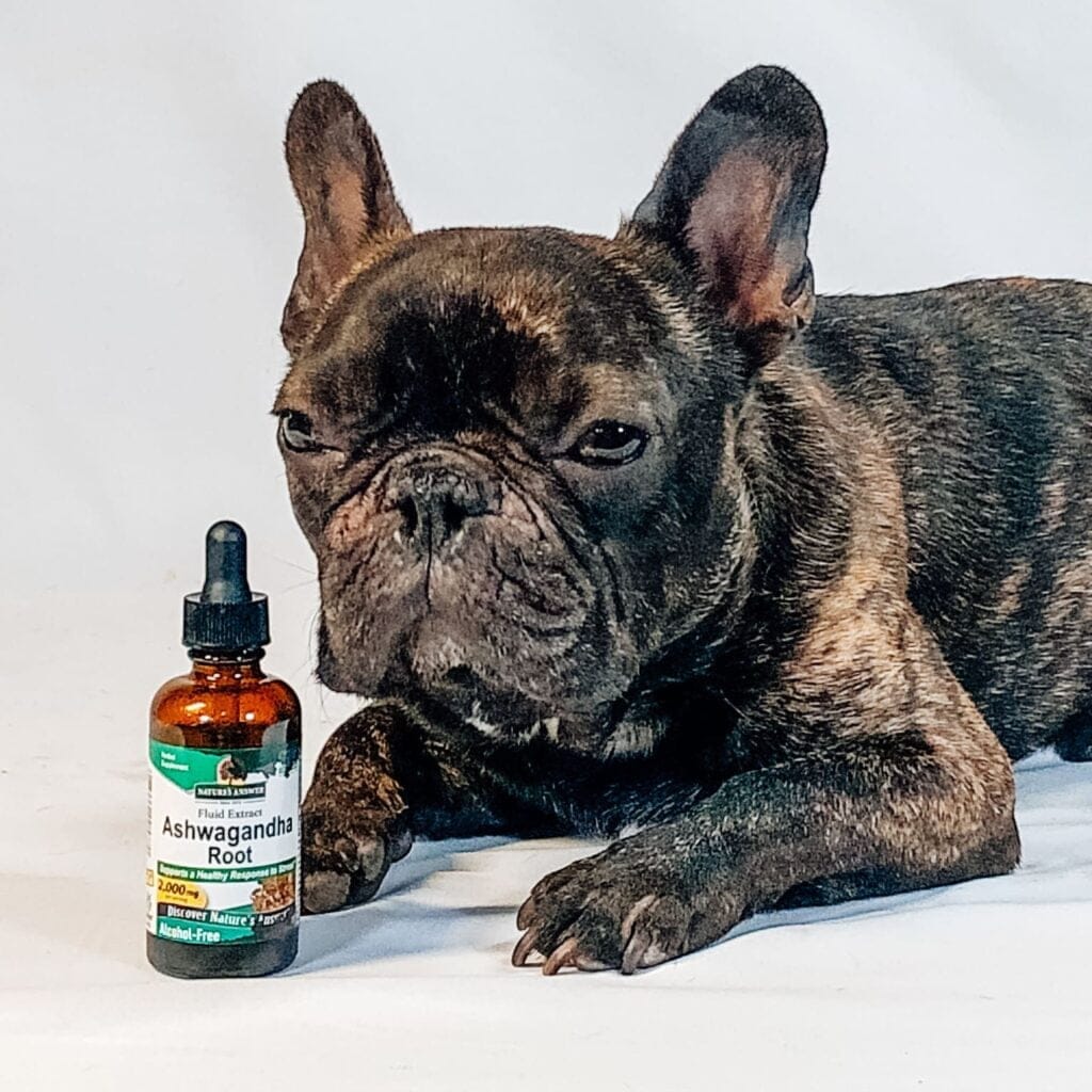 Los importantes beneficios para la salud de la ashwagandha, el adaptógeno, en la comida para perros