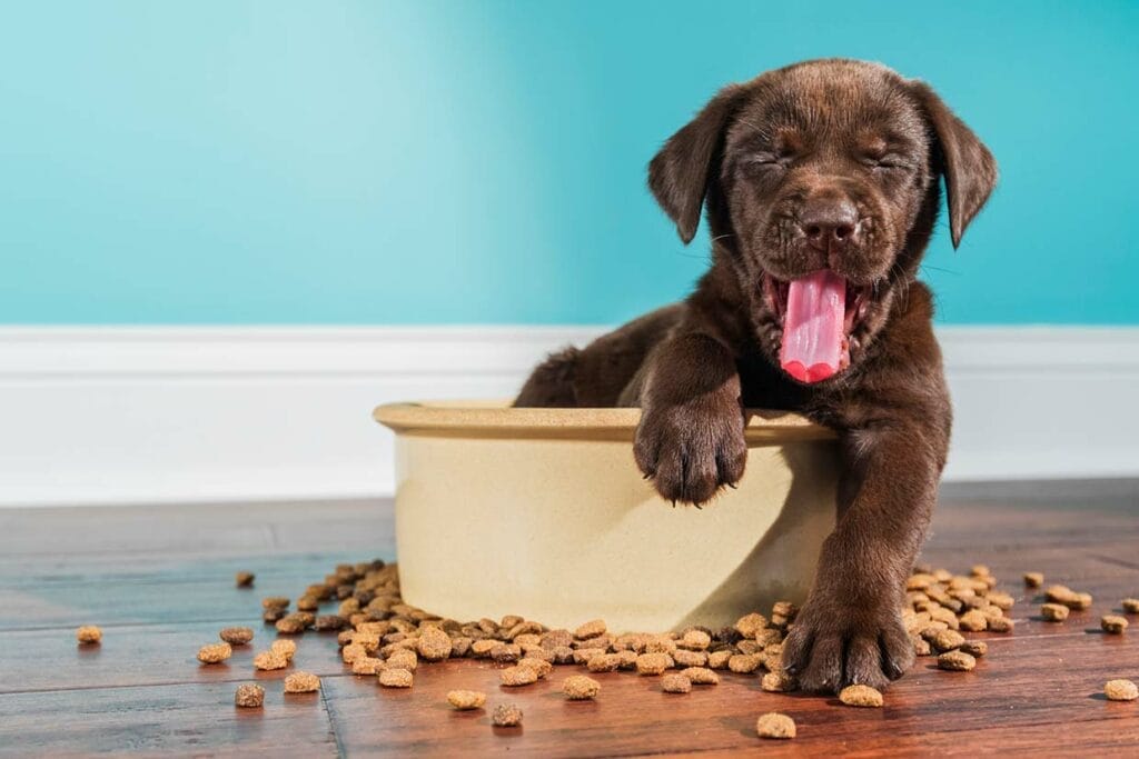 Les aliments végétaliens pour chiens sont-ils bons ou mauvais ?