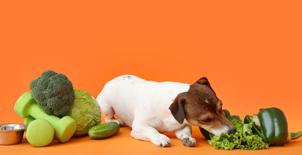 Veganes Hundefutter Forschungsstudie Gesundes Futter für Hunde