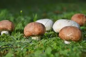 Agaricus medicinale paddenstoel voor honden