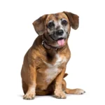 Suppléments anti-âge pour chiens - Le guide d'une nutritionniste canine fondé sur des données probantes