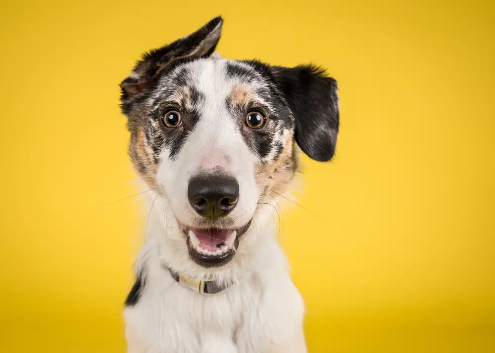 Dieta antiinflamatoria para perros: clave para una salud óptima