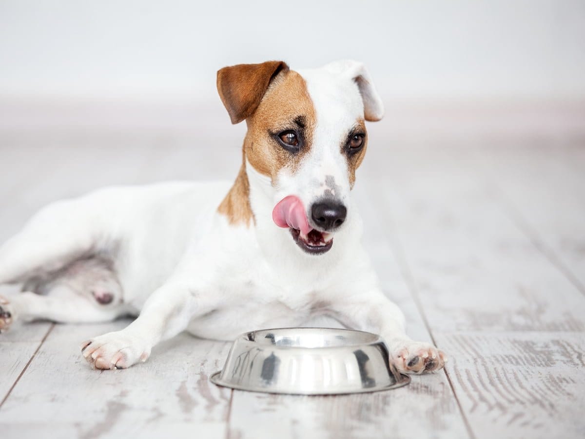 Pulses in Dog Food Not Linked to Heart Problems