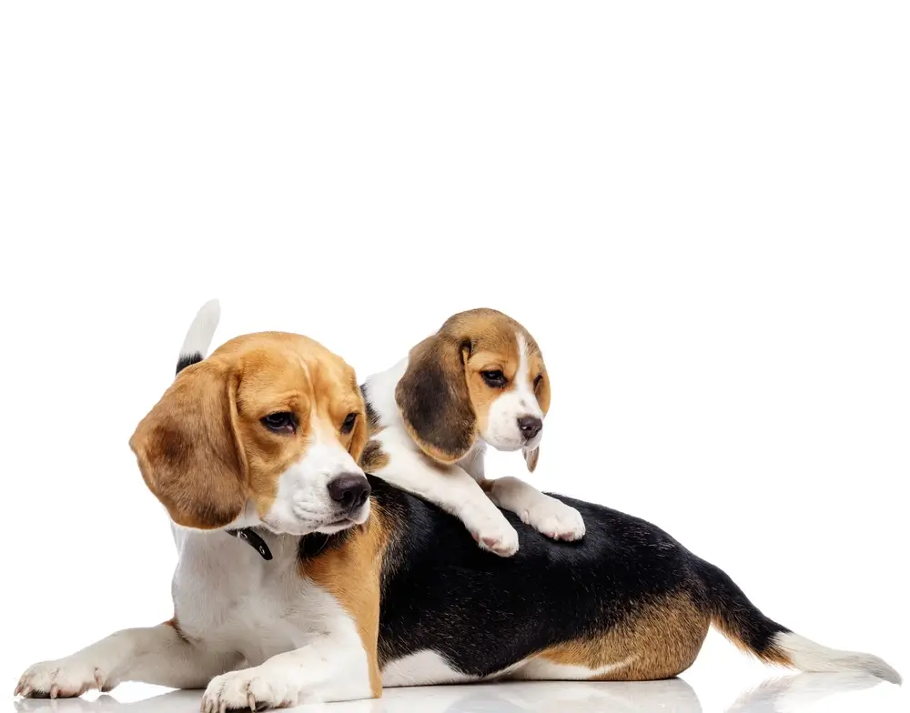 Les problèmes de santé du chien Beagle : Guide complet des problèmes courants