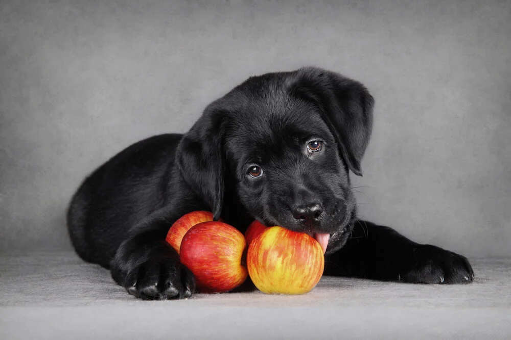 ¿Pueden los perros comer manzanas sin peligro?