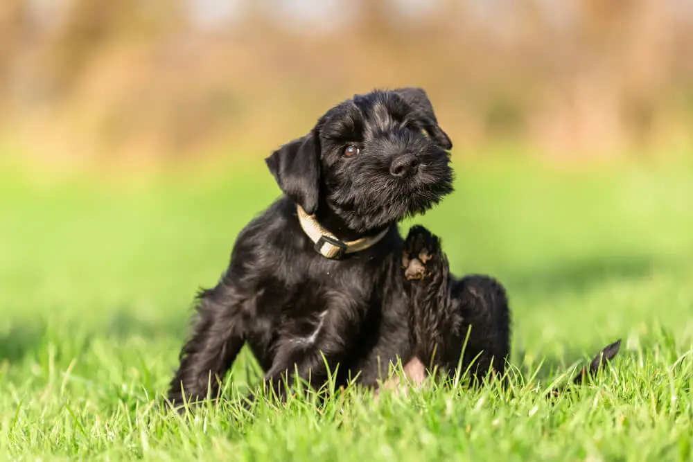 Beste entzündungshemmende Lebensmittel für die Hundehaut