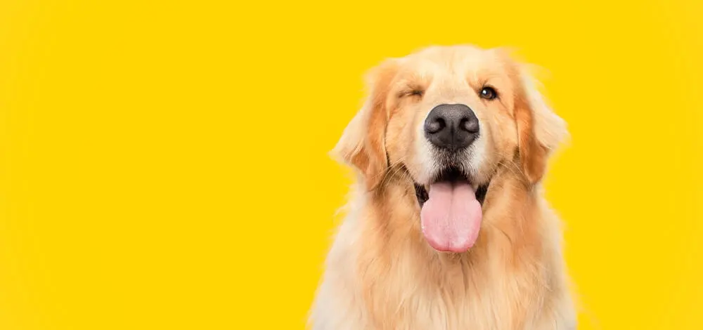 Beste Antioxidantien für Hundeaugen