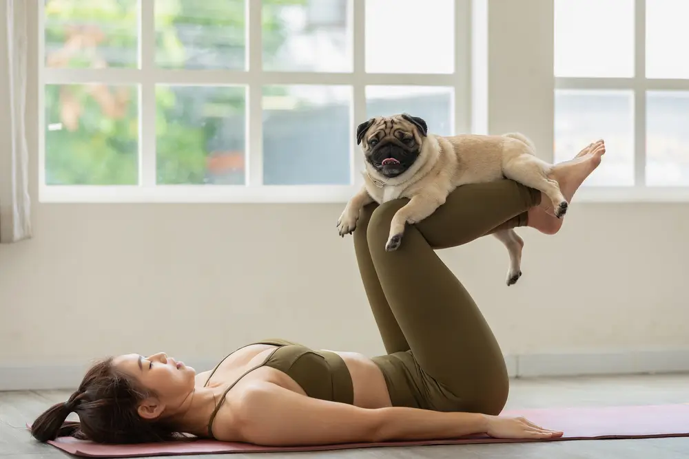 Das beste Beruhigungsmittel für Hunde bei Stress und Angst - Vergleich der führenden Produkte