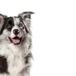 Beste kalmeringssupplementen voor honden - Natuurlijke verlichting van stress en angst