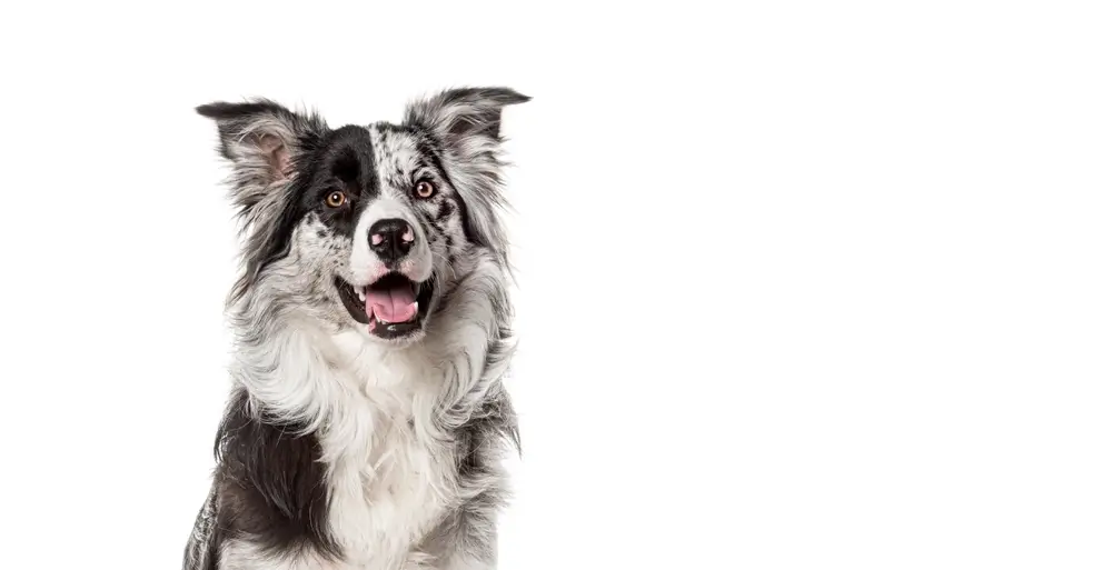 Best Calming Supplements for Dogs: Natural Anxiety and Stress Relief