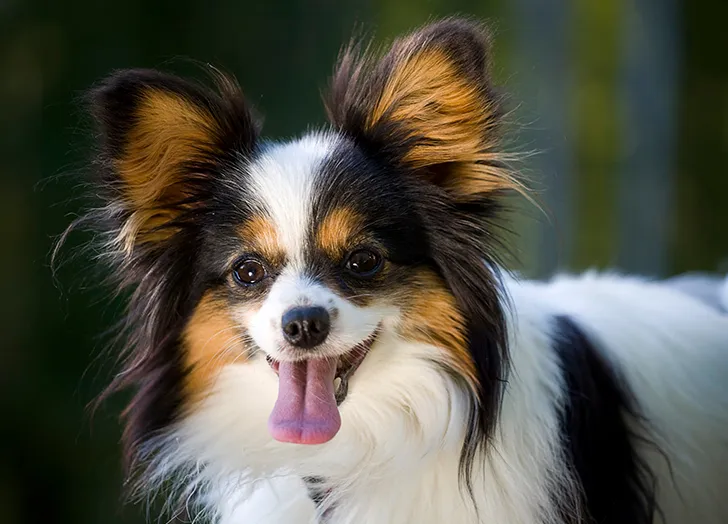 Best Digestive Support Vegan Dog Food (nourriture pour chiens végétaliens)