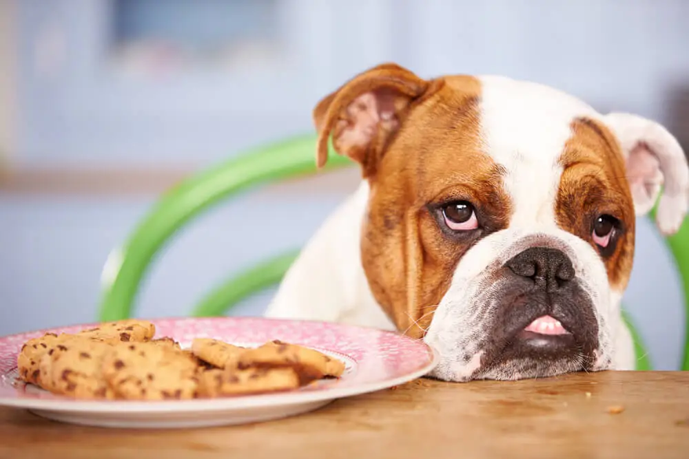 Meilleures croquettes pour chiens en cas de pancréatite UK
