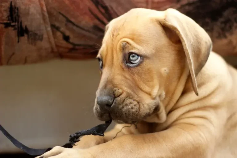 Bestes Futter für Hunde mit Gastroenteritis Umfassender Leitfaden