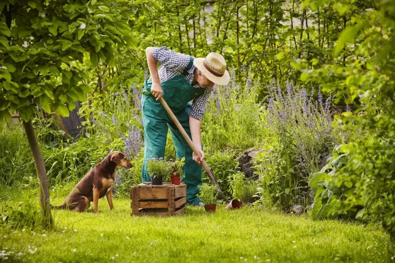 Beste getrocknete Kräuter für Hunde Natürliche Gesundheitsförderer