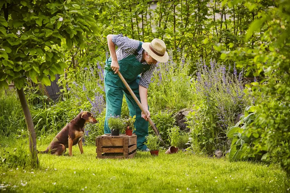 Las mejores hierbas secas para perros Potenciadores naturales de la salud