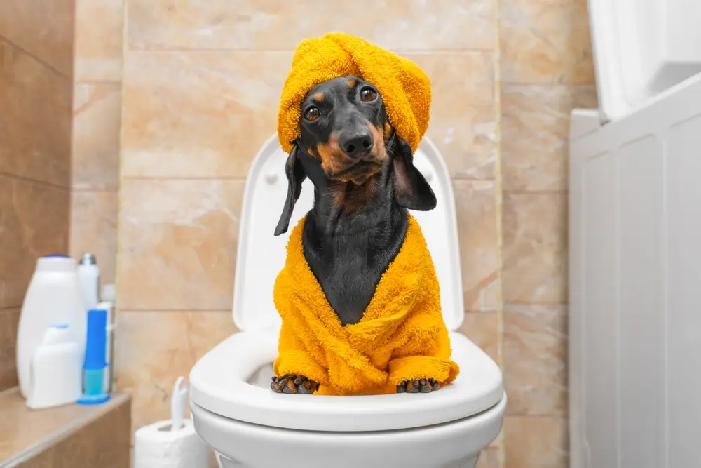Beste voeding voor stevige, zachte en loopneusachtige ontlasting bij honden