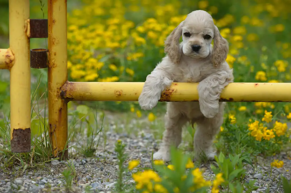 Beste voeding voor Cocker Spaniels Uitgebreide gids voor voeding