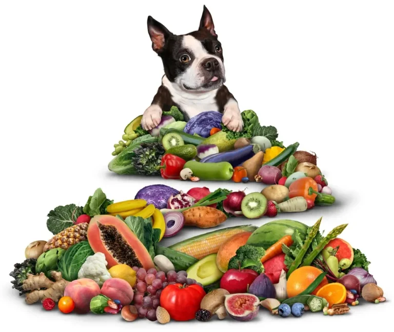 Beste voeding voor de darmgezondheid van honden