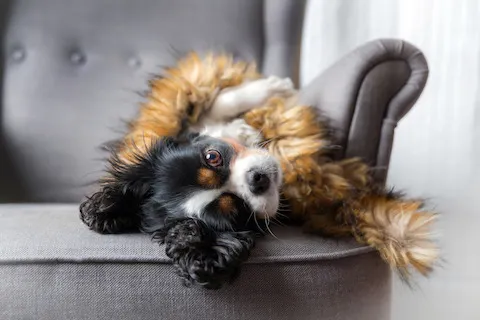El mejor alimento para perros con enfermedad inflamatoria intestinal: Guía de terapia nutricional Mejor comida para perros con enfermedad inflamatoria intestinal (EII), SII y colitis UK