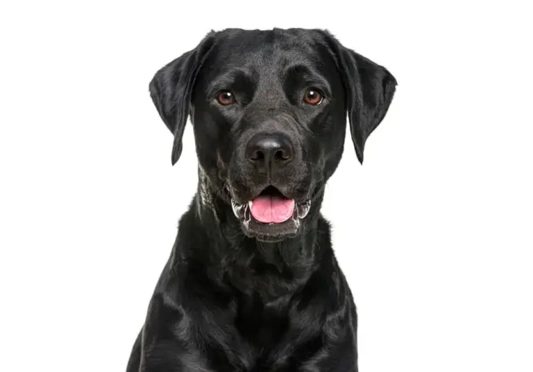 El mejor alimento para la salud del Labrador Retriever