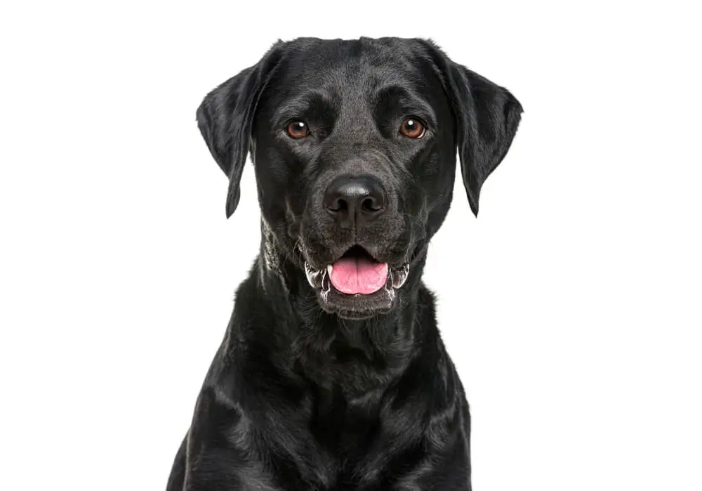 Meilleure alimentation pour les Labrador Retrievers Santé