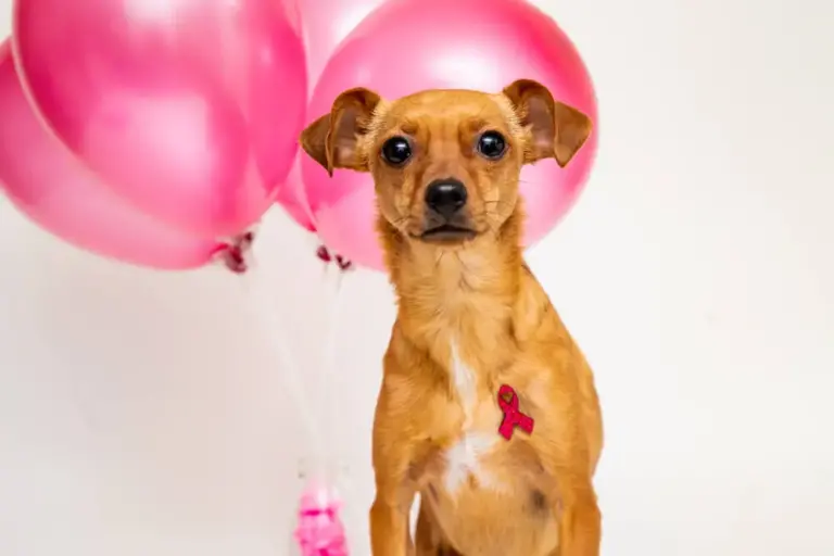 Best Foods for Dogs with Cancer Holistic Nutritional Therapy