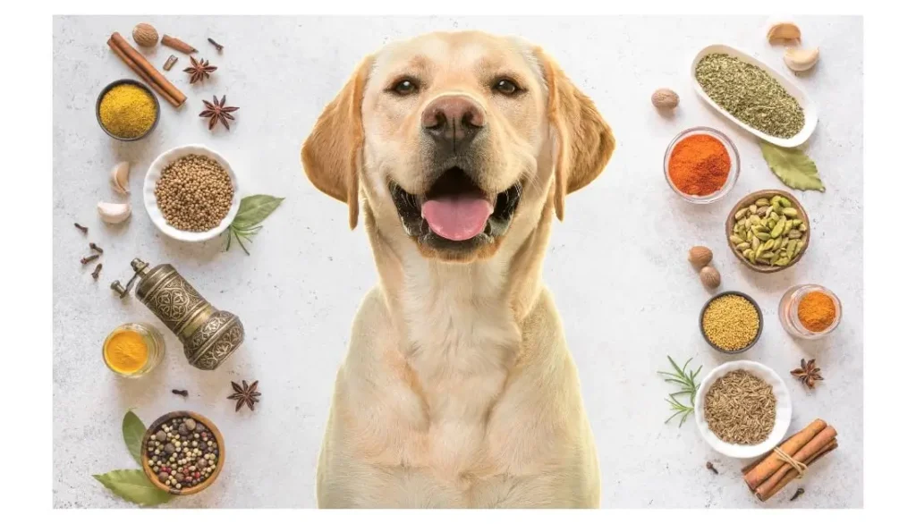 Meilleures herbes et épices pour les vomissements chez le chien