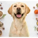Las mejores hierbas y especias para los vómitos en los perros Las mejores hierbas y especias para los vómitos en los perros