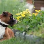 Las mejores hierbas para la diarrea canina