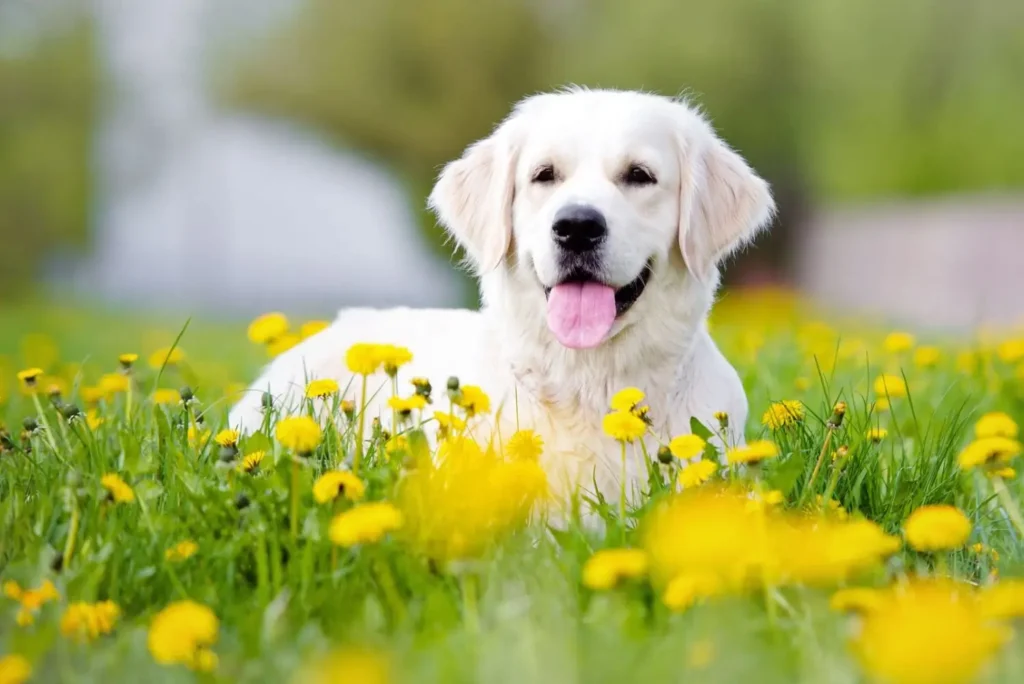 Best Herbs for Dog's Immune System Comprehensive Guide