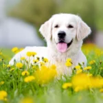 Guide complet des meilleures herbes pour le système immunitaire du chien