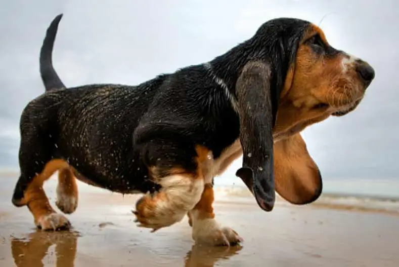 Beste kruiden voor gewrichtspijn bij de hond Uitgebreide gids