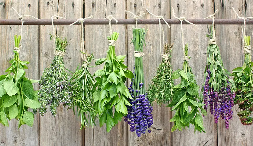 Best Herbs for Dogs Skin Allergies Inflammation and Itching
