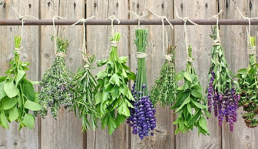 Best Herbs for Dogs’ Skin Allergies – Itch No More