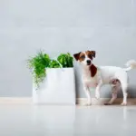 ¿Pueden utilizarse las hierbas para tratar enfermedades específicas de los perros? ¿Pueden utilizarse las hierbas para tratar enfermedades específicas de los perros?